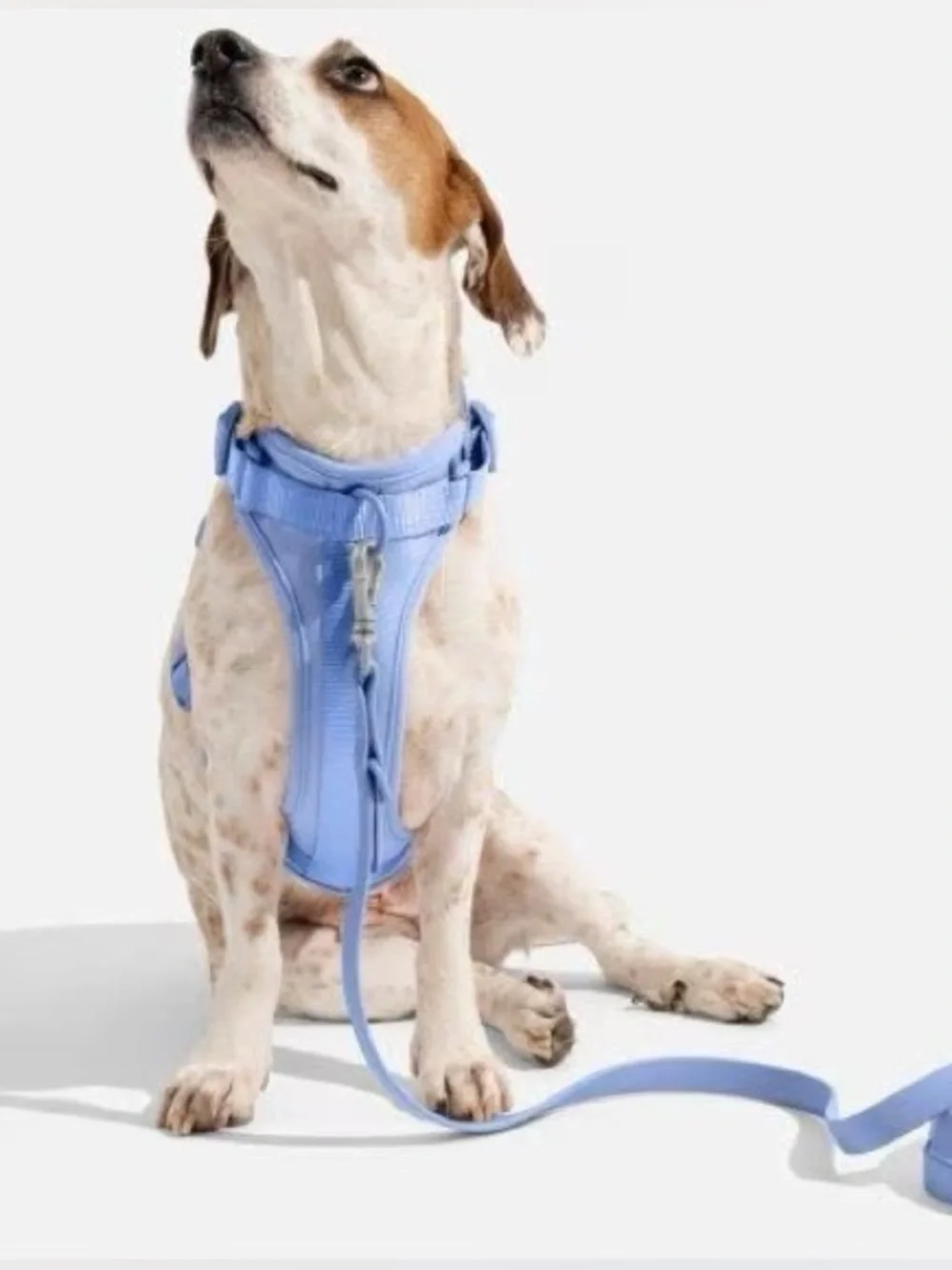 Wild One Dog Harness